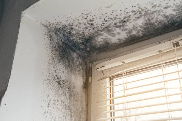Affordable Mold Remediation solutions in Goldvein, VA